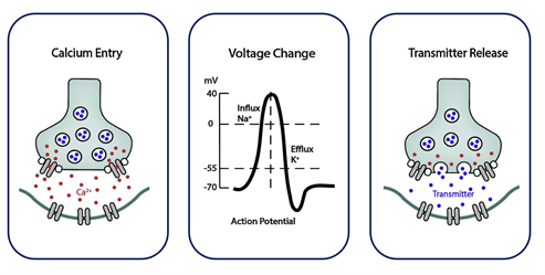 Optogenetic indicators - Calcium, voltage, transmitter release